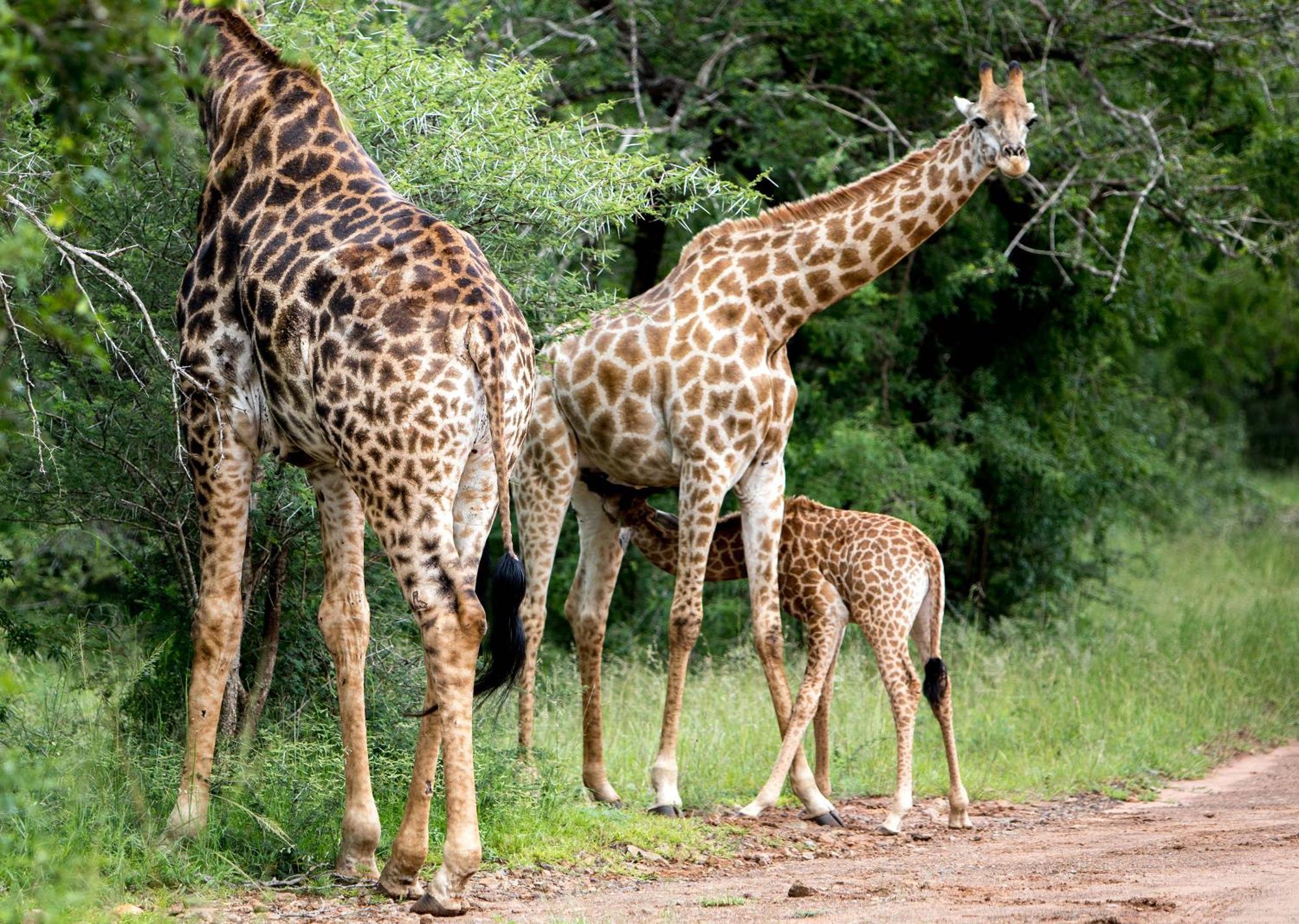 Royal Thonga Safari Lodge Sihangwane Экстерьер фото