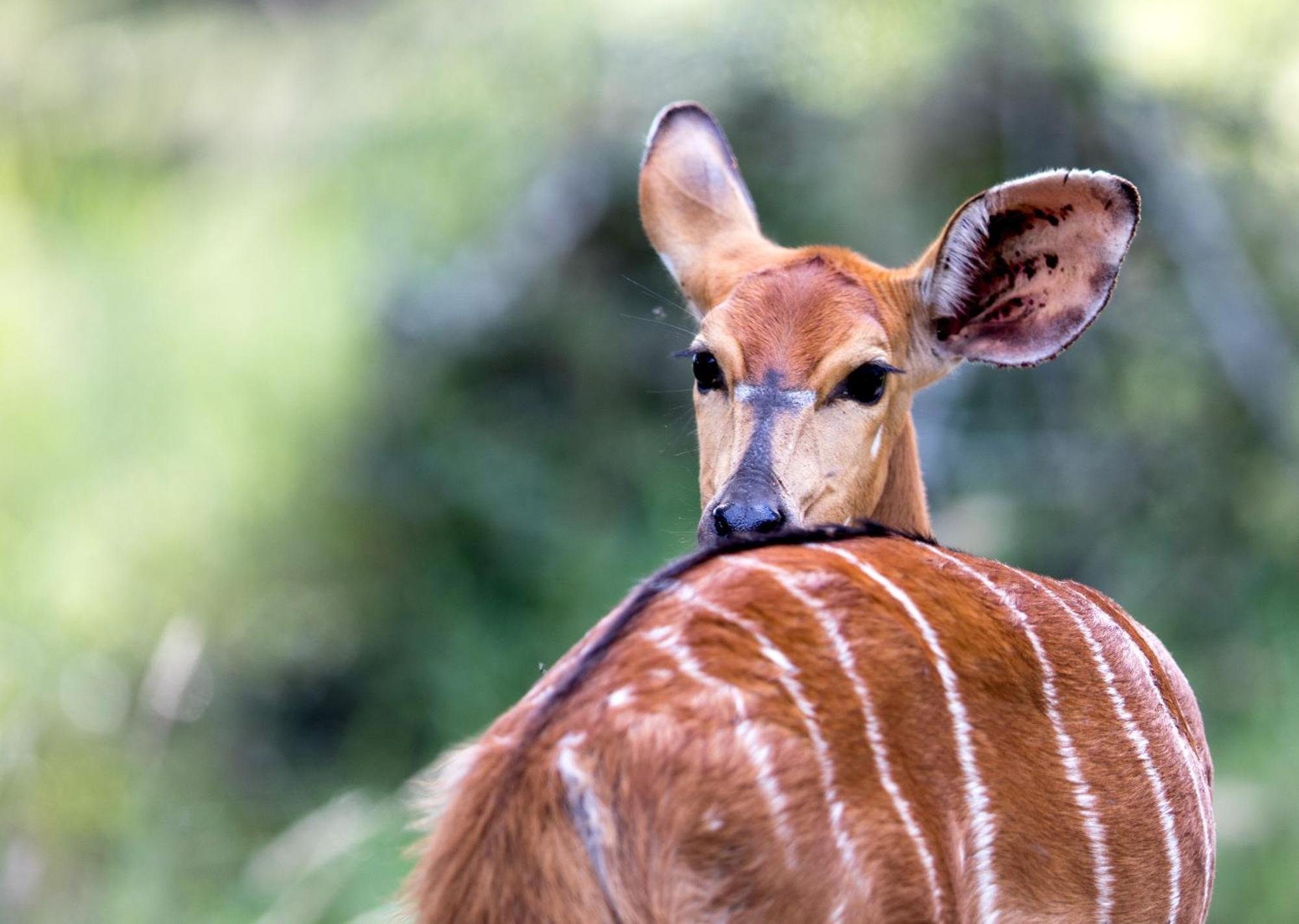 Royal Thonga Safari Lodge Sihangwane Экстерьер фото