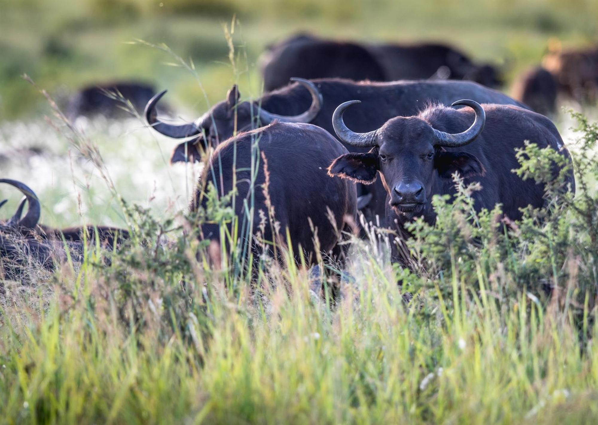 Royal Thonga Safari Lodge Sihangwane Экстерьер фото