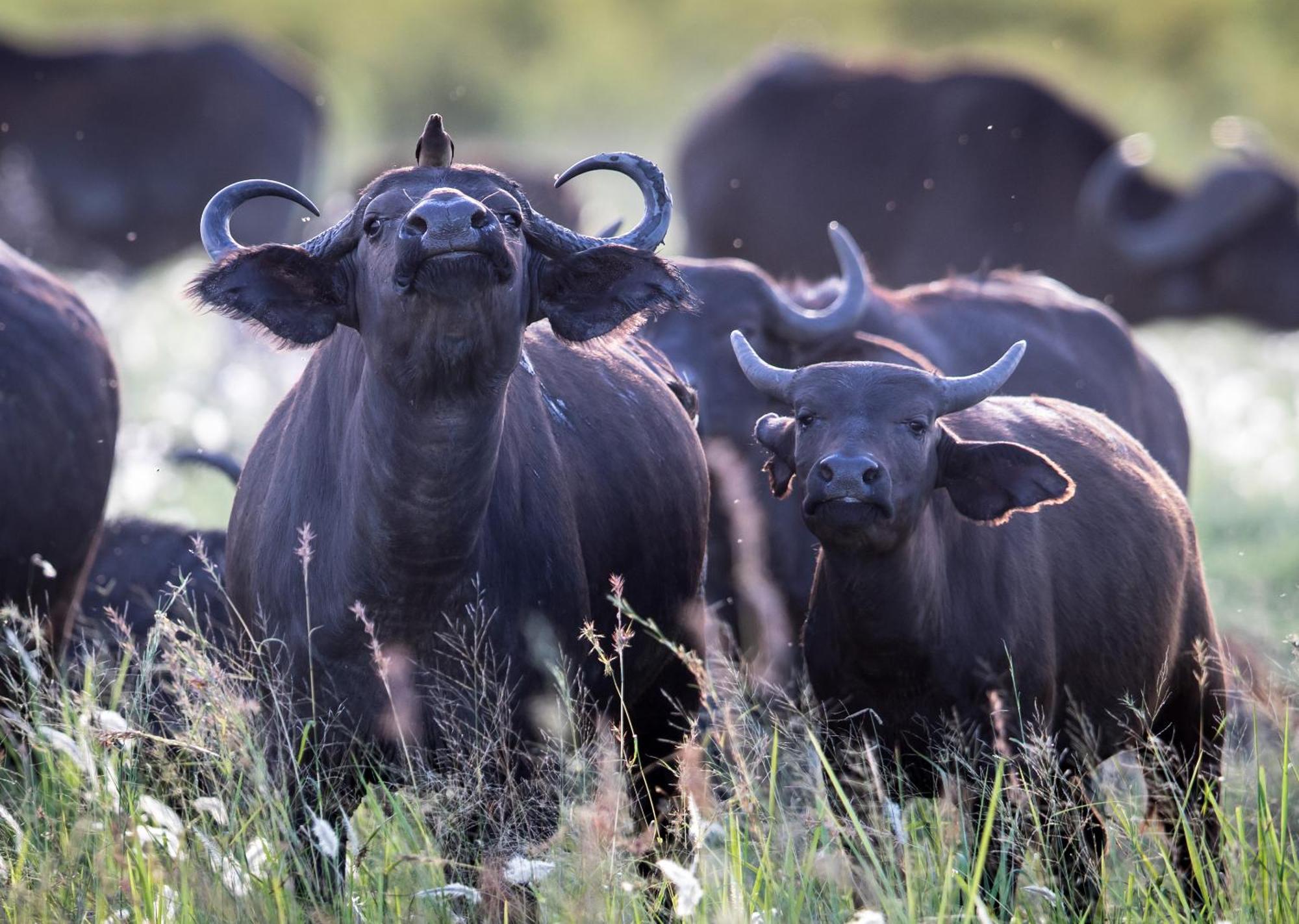 Royal Thonga Safari Lodge Sihangwane Экстерьер фото