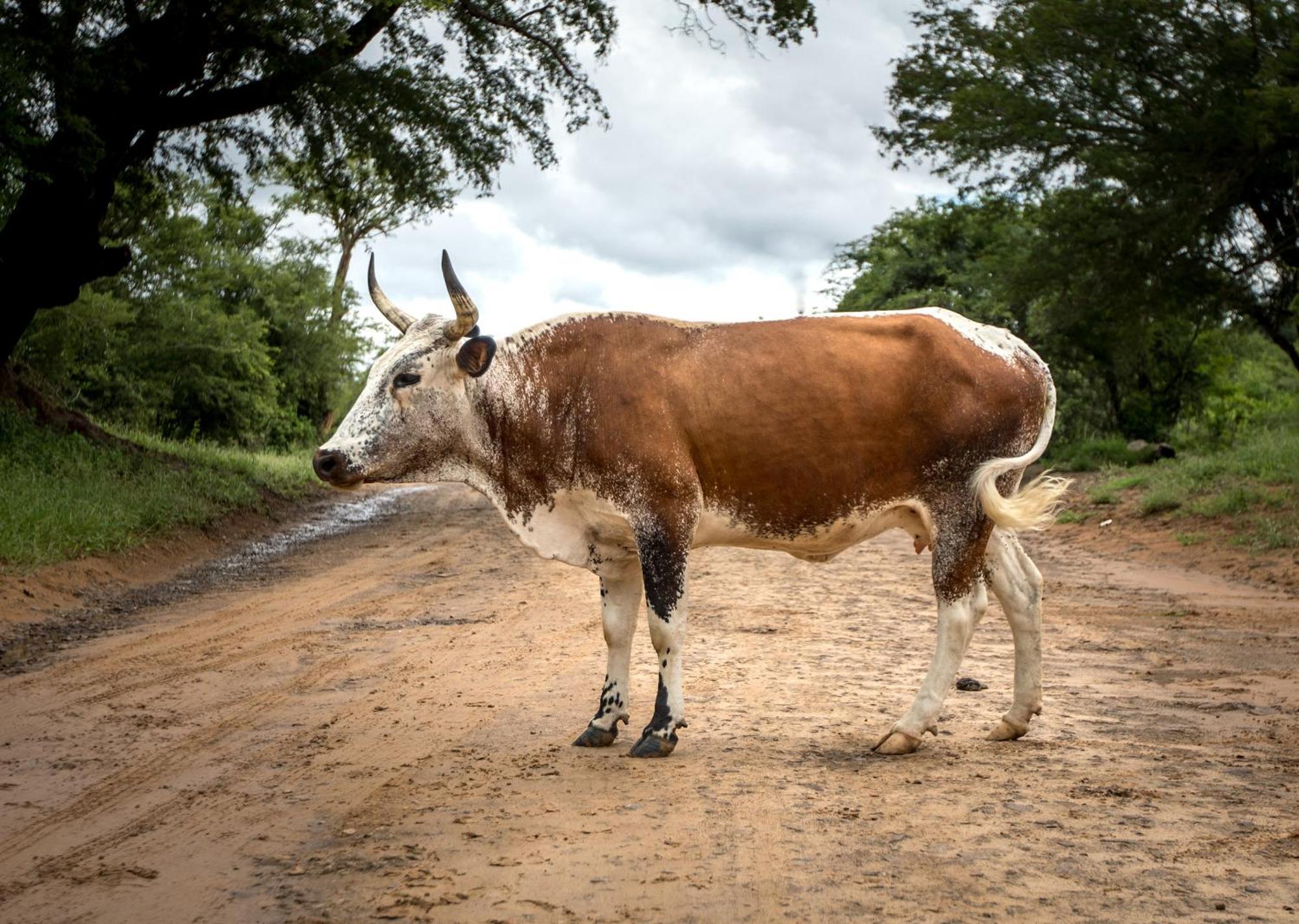 Royal Thonga Safari Lodge Sihangwane Экстерьер фото