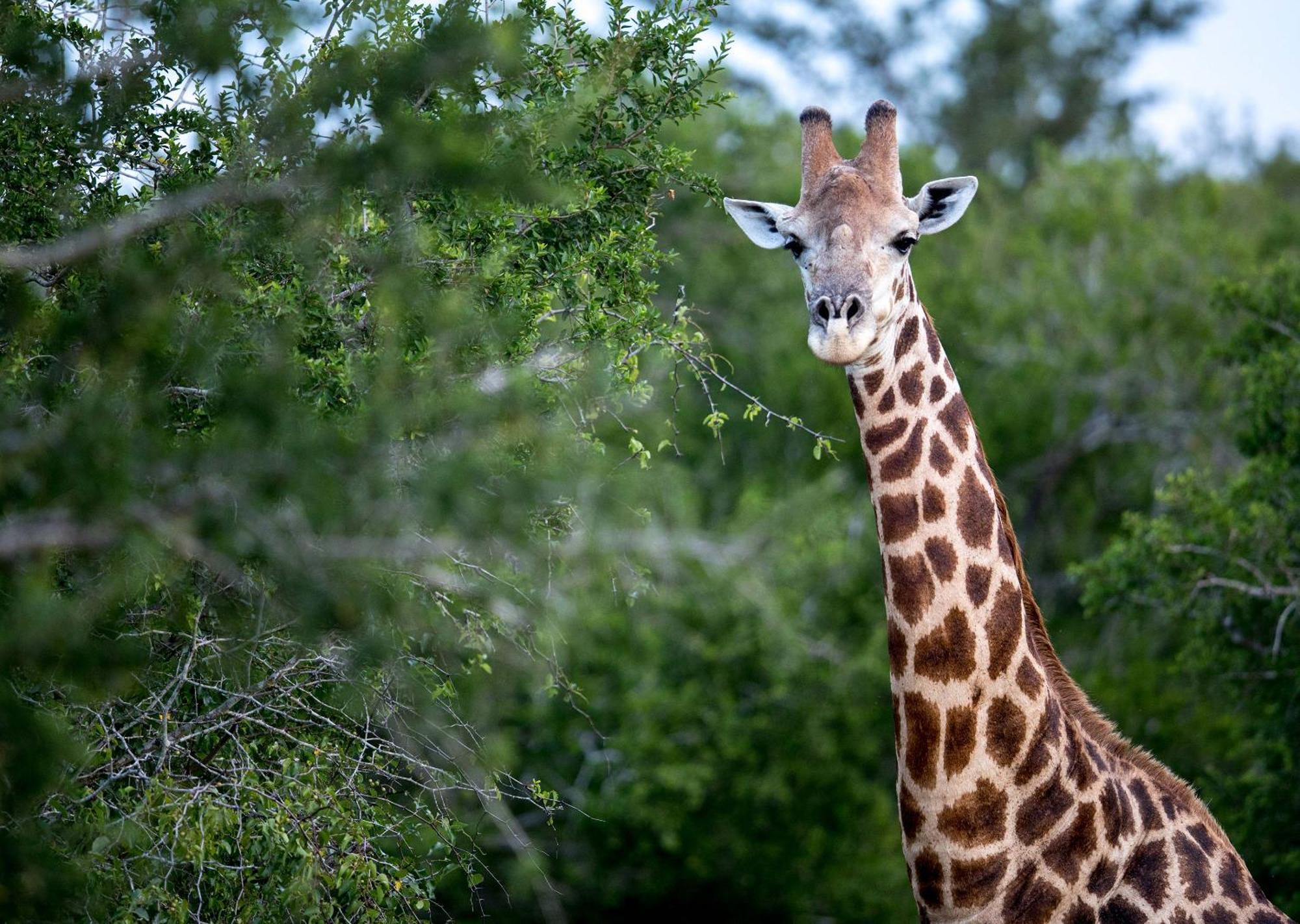 Royal Thonga Safari Lodge Sihangwane Экстерьер фото