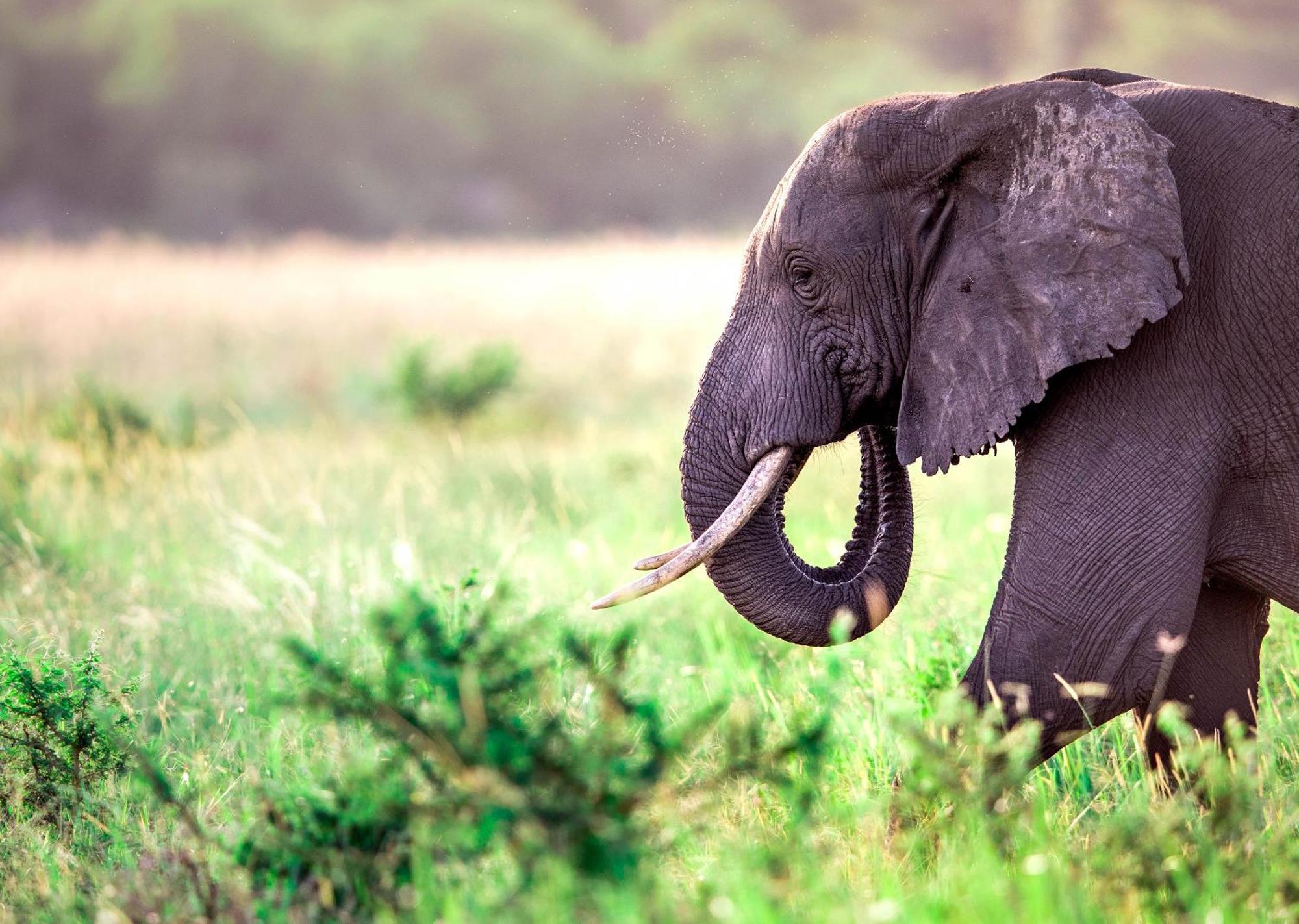 Royal Thonga Safari Lodge Sihangwane Экстерьер фото