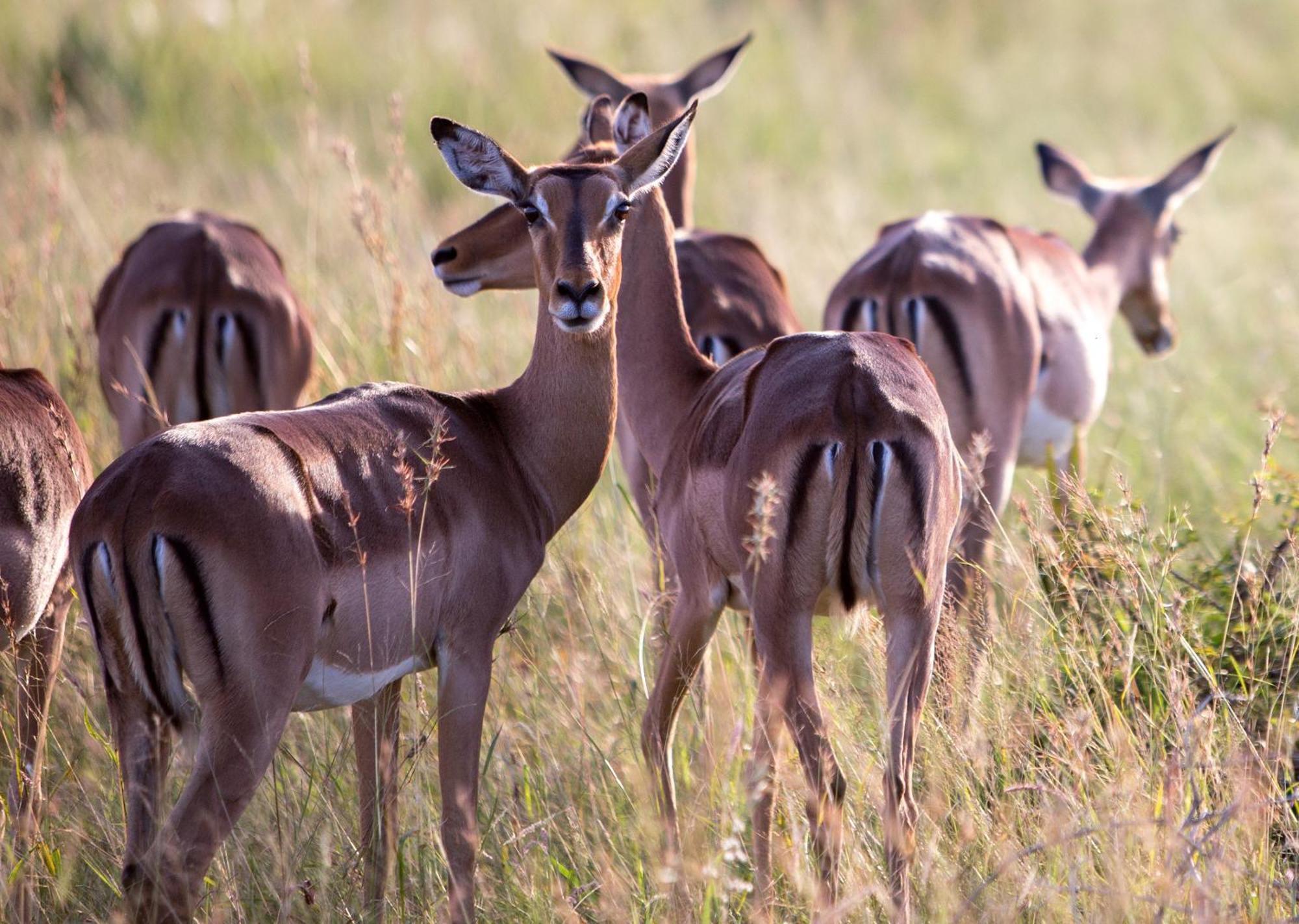 Royal Thonga Safari Lodge Sihangwane Экстерьер фото