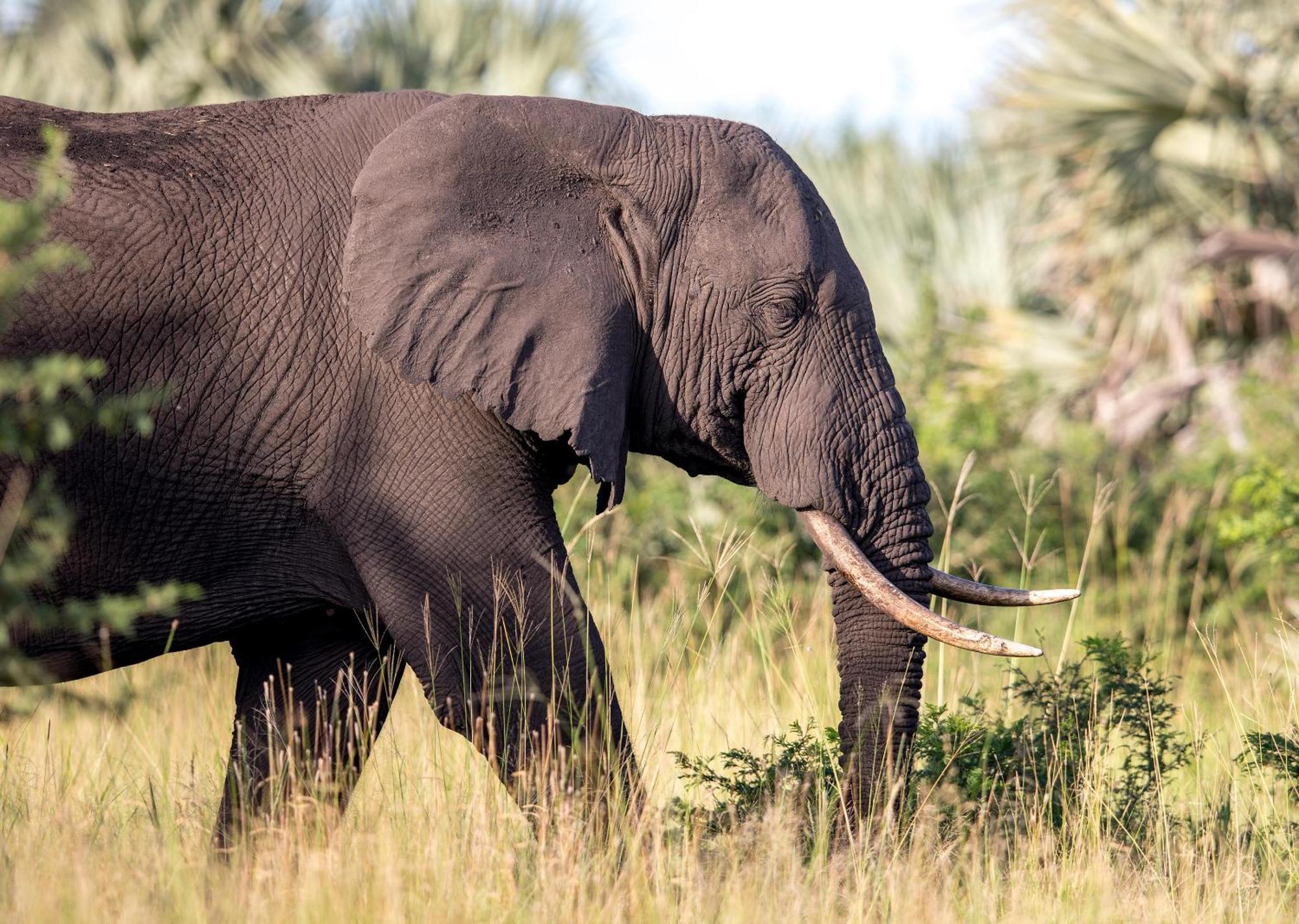 Royal Thonga Safari Lodge Sihangwane Экстерьер фото