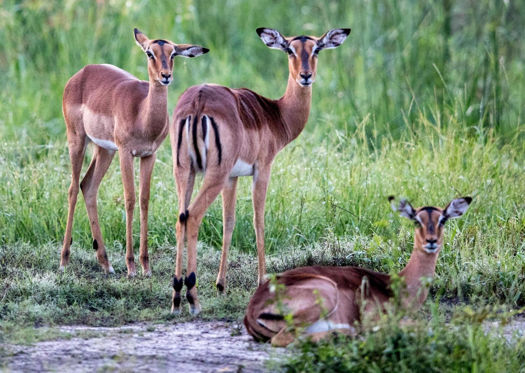 Royal Thonga Safari Lodge Sihangwane Экстерьер фото